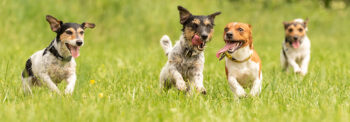 Img26