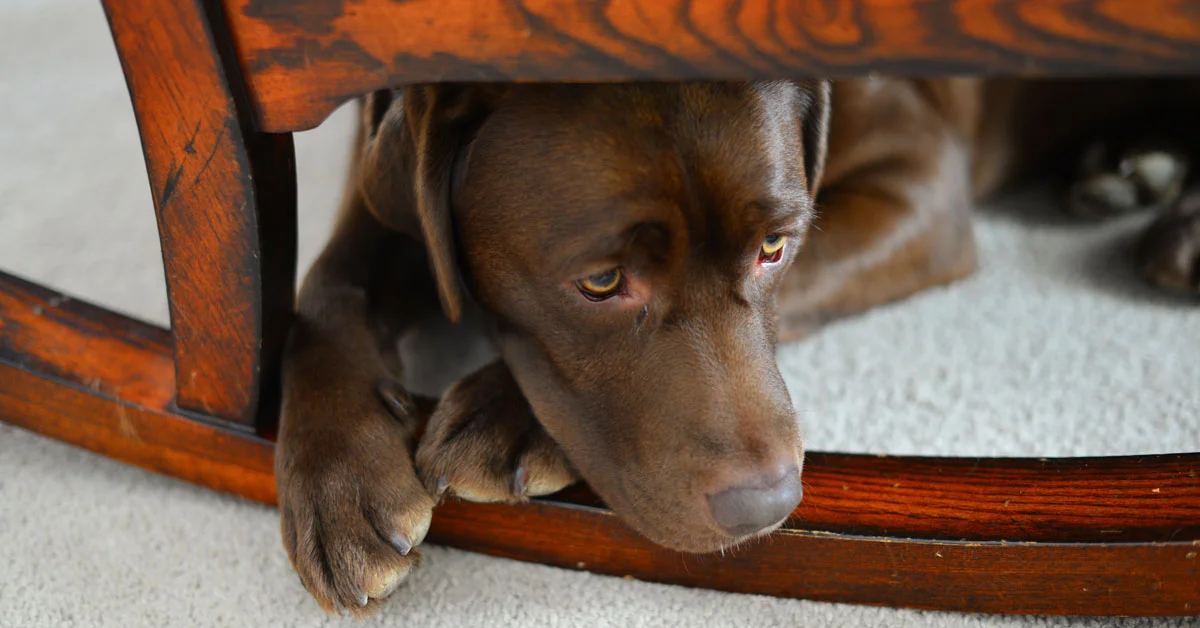 Dog very lethargic after 2024 daycare