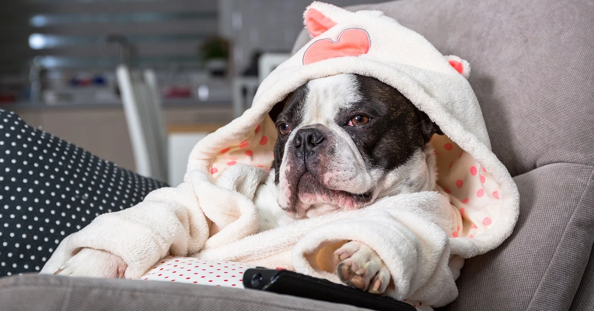 Dog boarding for shop dogs with separation anxiety