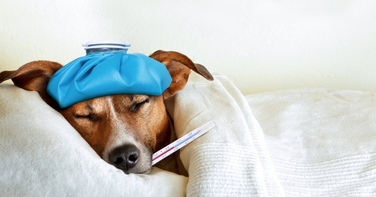 What To Do When Your Dog Gets Sick | Safe Journey Dog Boarding
