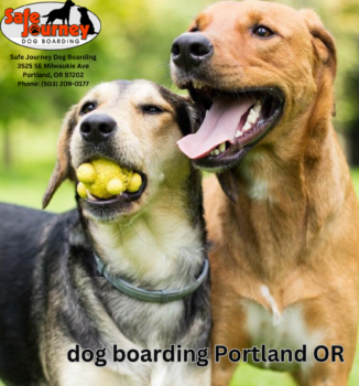 dog boarding Portland