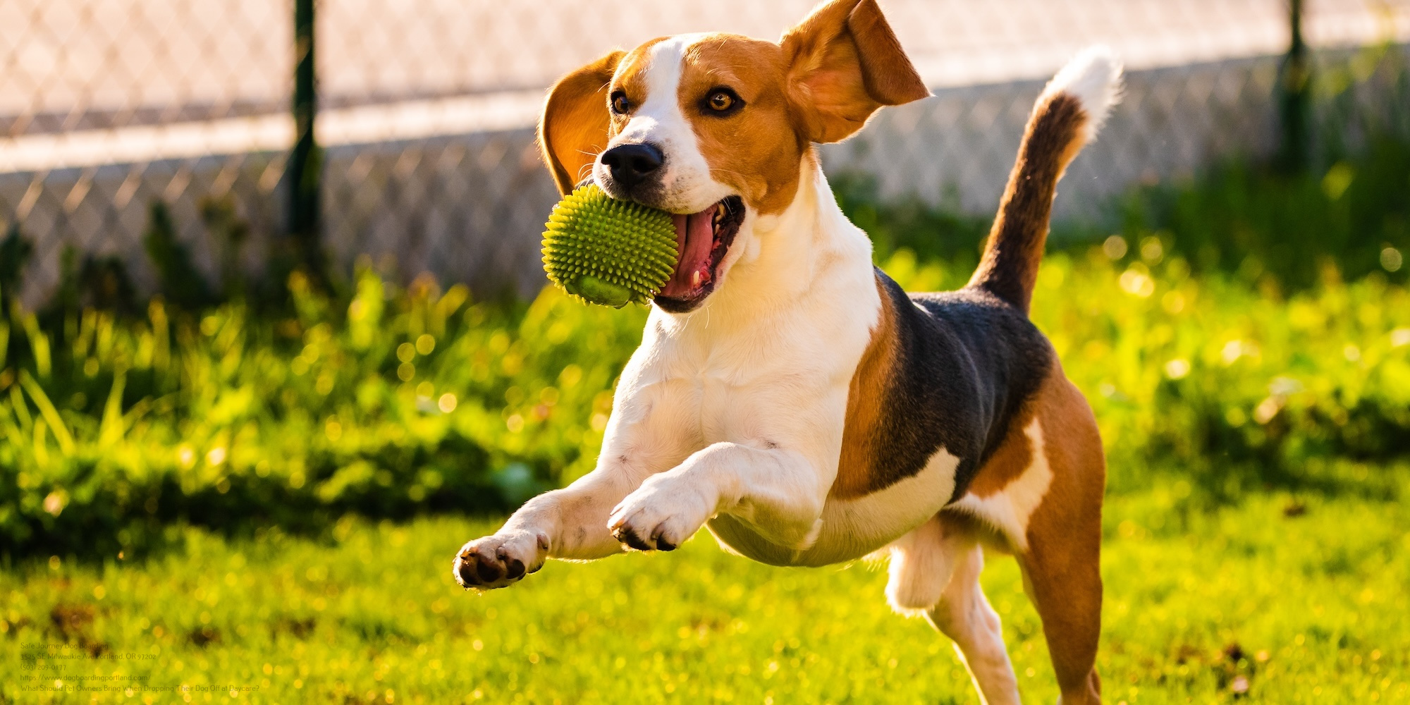 Beagle Dog Jumping And Running With A Ball