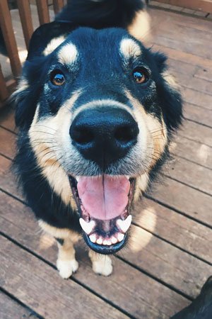 Pet Sitting Gresham OR Img10