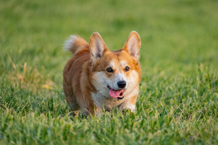 Dog Sitters In Aloha Img7