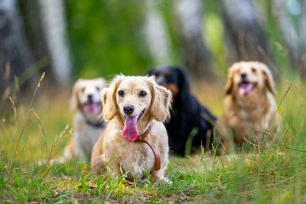dog boarding vs pet sitting in Lake Oswego OR